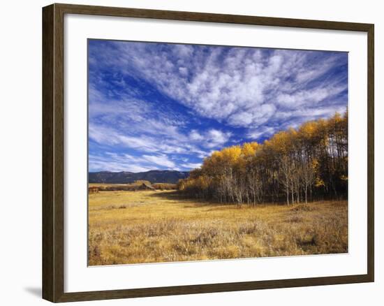 Autumn Aspens and Old Barn, Big Snowy Mountains, Judith Gap, Montana, USA-Chuck Haney-Framed Photographic Print