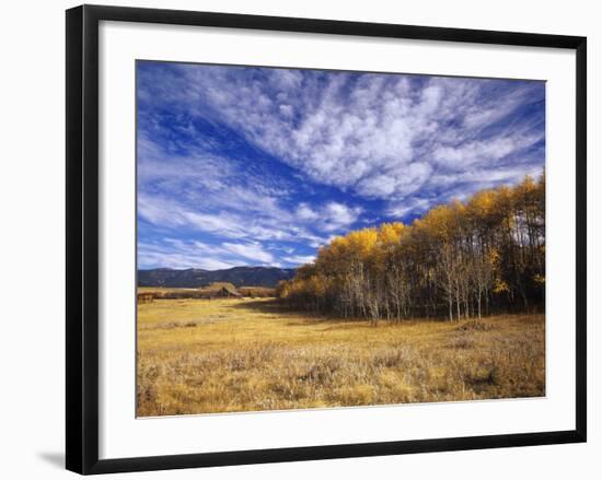 Autumn Aspens and Old Barn, Big Snowy Mountains, Judith Gap, Montana, USA-Chuck Haney-Framed Photographic Print