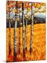 Autumn Aspens at Winter Park, Colorado-Patty Baker-Mounted Art Print