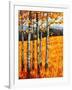 Autumn Aspens at Winter Park, Colorado-Patty Baker-Framed Art Print