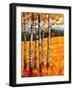 Autumn Aspens at Winter Park, Colorado-Patty Baker-Framed Art Print