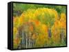 Autumn Aspens in Kebler Pass, Colorado, USA-Julie Eggers-Framed Stretched Canvas