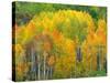 Autumn Aspens in Kebler Pass, Colorado, USA-Julie Eggers-Stretched Canvas