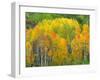 Autumn Aspens in Kebler Pass, Colorado, USA-Julie Eggers-Framed Premium Photographic Print