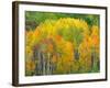 Autumn Aspens in Kebler Pass, Colorado, USA-Julie Eggers-Framed Photographic Print