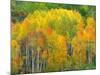 Autumn Aspens in Kebler Pass, Colorado, USA-Julie Eggers-Mounted Photographic Print