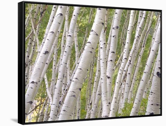 Autumn Aspens in Kebler Pass, Colorado, USA-Julie Eggers-Framed Stretched Canvas