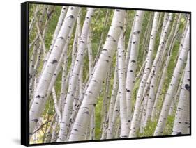 Autumn Aspens in Kebler Pass, Colorado, USA-Julie Eggers-Framed Stretched Canvas