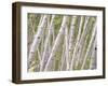 Autumn Aspens in Kebler Pass, Colorado, USA-Julie Eggers-Framed Premium Photographic Print