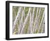 Autumn Aspens in Kebler Pass, Colorado, USA-Julie Eggers-Framed Premium Photographic Print