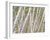 Autumn Aspens in Kebler Pass, Colorado, USA-Julie Eggers-Framed Premium Photographic Print