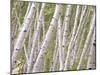 Autumn Aspens in Kebler Pass, Colorado, USA-Julie Eggers-Mounted Premium Photographic Print