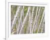 Autumn Aspens in Kebler Pass, Colorado, USA-Julie Eggers-Framed Photographic Print