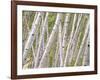 Autumn Aspens in Kebler Pass, Colorado, USA-Julie Eggers-Framed Photographic Print