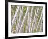 Autumn Aspens in Kebler Pass, Colorado, USA-Julie Eggers-Framed Photographic Print