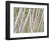 Autumn Aspens in Kebler Pass, Colorado, USA-Julie Eggers-Framed Photographic Print