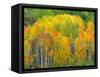 Autumn Aspens in Kebler Pass, Colorado, USA-Julie Eggers-Framed Stretched Canvas