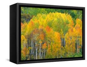 Autumn Aspens in Kebler Pass, Colorado, USA-Julie Eggers-Framed Stretched Canvas