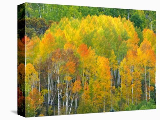 Autumn Aspens in Kebler Pass, Colorado, USA-Julie Eggers-Stretched Canvas