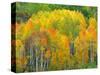 Autumn Aspens in Kebler Pass, Colorado, USA-Julie Eggers-Stretched Canvas