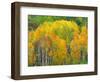 Autumn Aspens in Kebler Pass, Colorado, USA-Julie Eggers-Framed Photographic Print