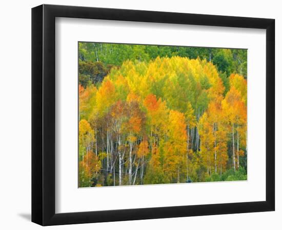 Autumn Aspens in Kebler Pass, Colorado, USA-Julie Eggers-Framed Photographic Print