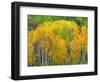 Autumn Aspens in Kebler Pass, Colorado, USA-Julie Eggers-Framed Photographic Print