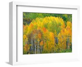 Autumn Aspens in Kebler Pass, Colorado, USA-Julie Eggers-Framed Photographic Print