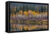 Autumn Aspens Reflect into the Pend Oreille River, Washington-Chuck Haney-Framed Stretched Canvas