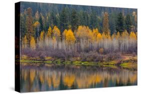 Autumn Aspens Reflect into the Pend Oreille River, Washington-Chuck Haney-Stretched Canvas