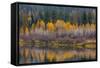 Autumn Aspens Reflect into the Pend Oreille River, Washington-Chuck Haney-Framed Stretched Canvas
