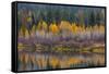Autumn Aspens Reflect into the Pend Oreille River, Washington-Chuck Haney-Framed Stretched Canvas