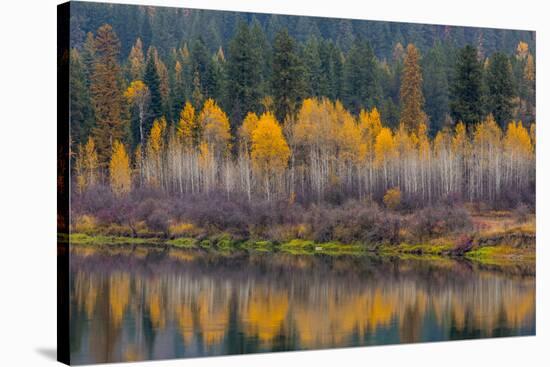 Autumn Aspens Reflect into the Pend Oreille River, Washington-Chuck Haney-Stretched Canvas