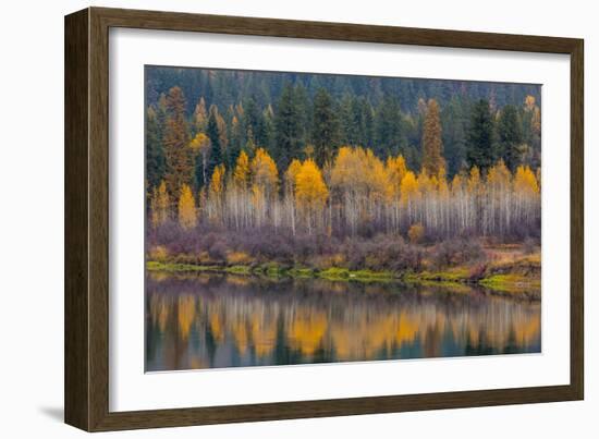 Autumn Aspens Reflect into the Pend Oreille River, Washington-Chuck Haney-Framed Photographic Print