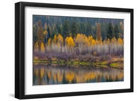 Autumn Aspens Reflect into the Pend Oreille River, Washington-Chuck Haney-Framed Photographic Print