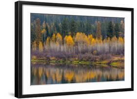 Autumn Aspens Reflect into the Pend Oreille River, Washington-Chuck Haney-Framed Photographic Print