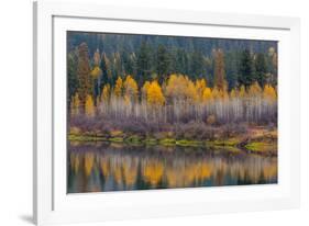 Autumn Aspens Reflect into the Pend Oreille River, Washington-Chuck Haney-Framed Photographic Print