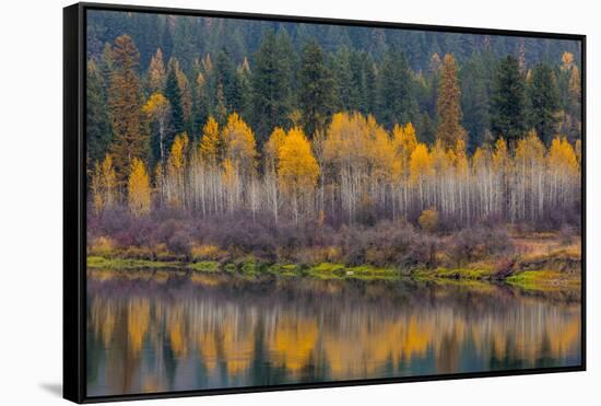 Autumn Aspens Reflect into the Pend Oreille River, Washington-Chuck Haney-Framed Stretched Canvas