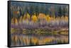 Autumn Aspens Reflect into the Pend Oreille River, Washington-Chuck Haney-Framed Stretched Canvas