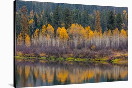 Autumn Aspens Reflect into the Pend Oreille River, Washington-Chuck Haney-Stretched Canvas