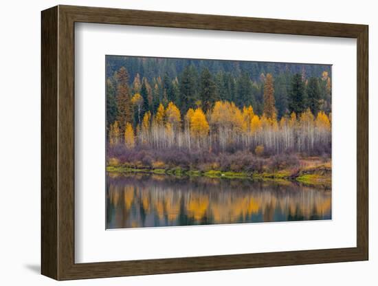 Autumn Aspens Reflect into the Pend Oreille River, Washington-Chuck Haney-Framed Photographic Print