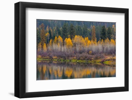 Autumn Aspens Reflect into the Pend Oreille River, Washington-Chuck Haney-Framed Photographic Print