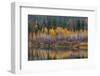 Autumn Aspens Reflect into the Pend Oreille River, Washington-Chuck Haney-Framed Photographic Print