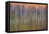 Autumn aspens reflected in a lake, Banff National Park, Alberta, Rocky Mountains, Canada-Jon Reaves-Framed Stretched Canvas