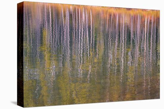 Autumn aspens reflected in a lake, Banff National Park, Alberta, Rocky Mountains, Canada-Jon Reaves-Stretched Canvas