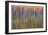 Autumn aspens reflected in a lake, Banff National Park, Alberta, Rocky Mountains, Canada-Jon Reaves-Framed Photographic Print