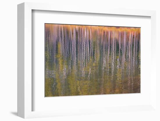 Autumn aspens reflected in a lake, Banff National Park, Alberta, Rocky Mountains, Canada-Jon Reaves-Framed Photographic Print