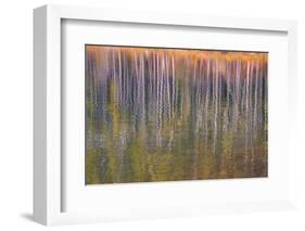 Autumn aspens reflected in a lake, Banff National Park, Alberta, Rocky Mountains, Canada-Jon Reaves-Framed Photographic Print