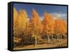 Autumn Aspens, Steens Mountain, Frenchglen, Oregon, USA-Michel Hersen-Framed Stretched Canvas
