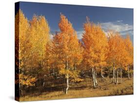 Autumn Aspens, Steens Mountain, Frenchglen, Oregon, USA-Michel Hersen-Stretched Canvas